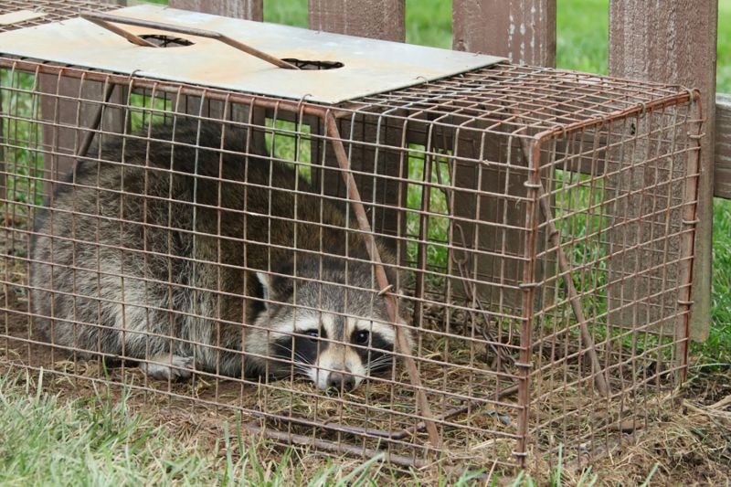 Raccoon in a trap