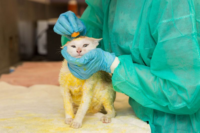 Cat with ringworm getting treatment with a sponge