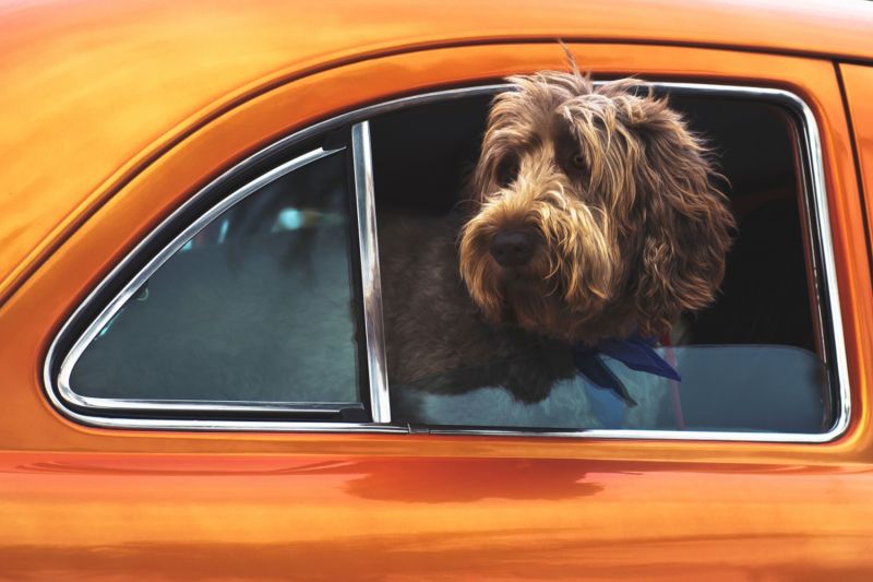 a dog pokings its head out of the window of an orange car