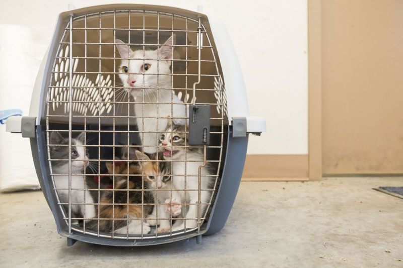 Kittens and a cat in a carrier