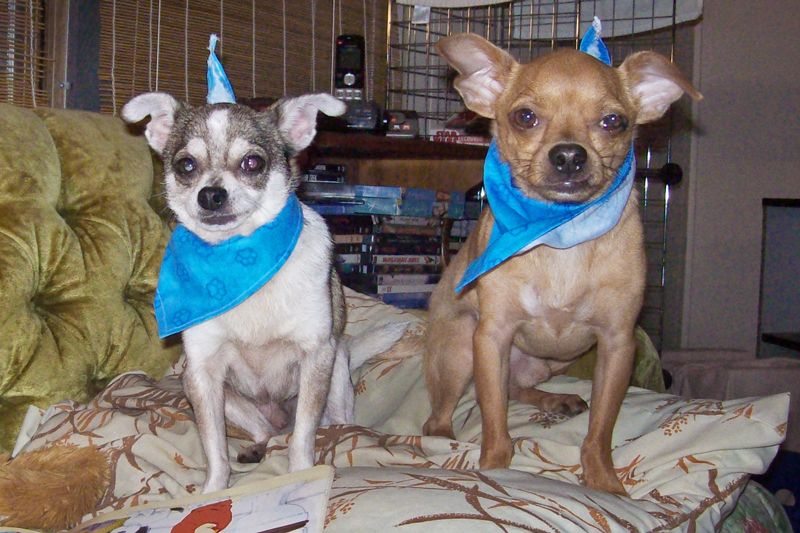 two small dogs wearing blue bandanas