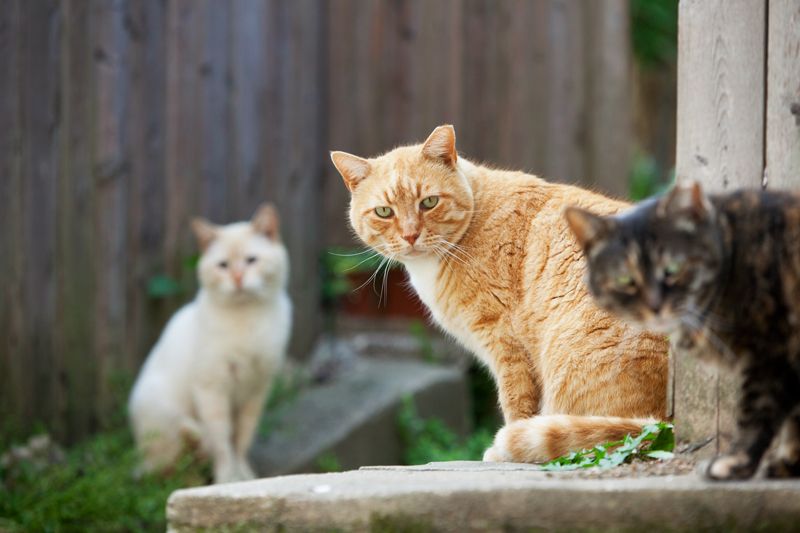 a trio of community cats