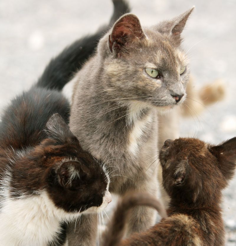 a cat surrounded by kittens