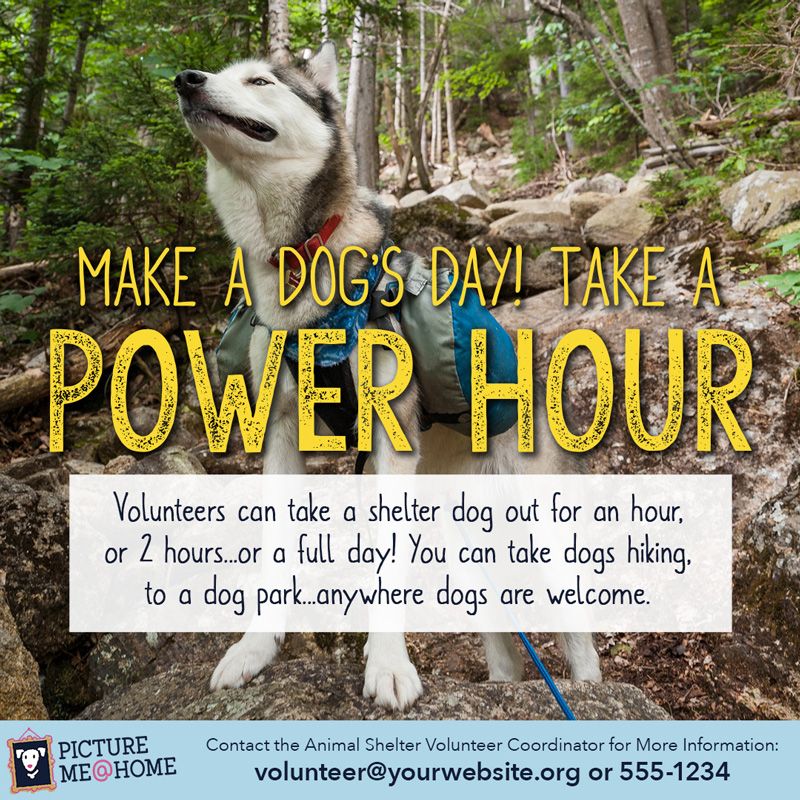 an advertisement encouraging people to volunteer to walk shelter dogs