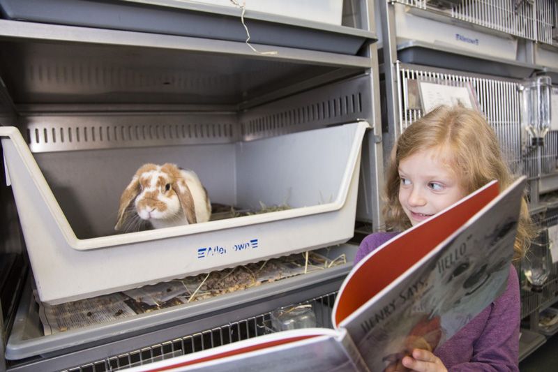 a little girl reads a book to a rabbit in an animal shelter