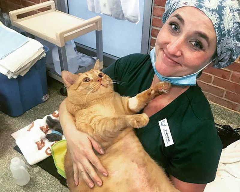 a veterinarian holds an obese cat