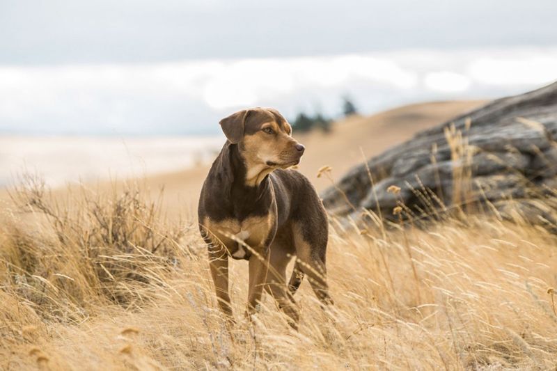 a dog stands in a large field of wheat