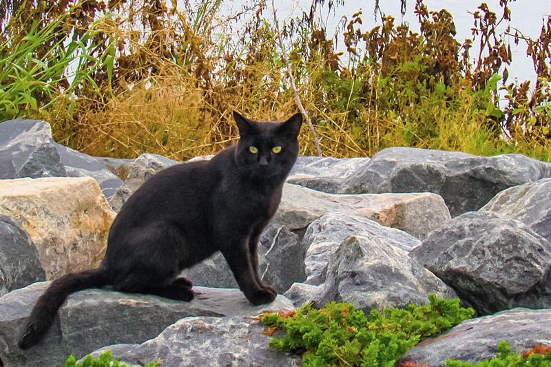 a black cat standing on rocks