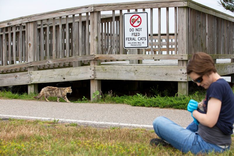 a woman examines a kitten while another cat lurks nearby