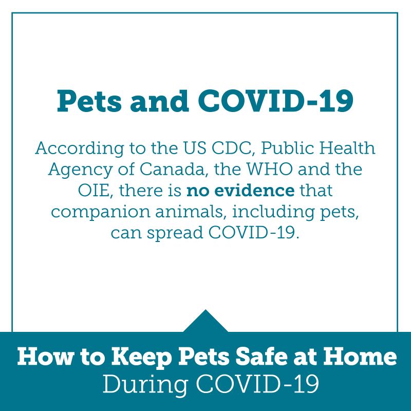 pets and covid 19