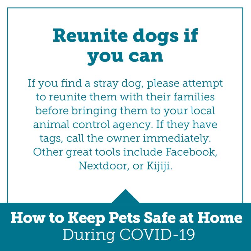 reunite dogs if you can