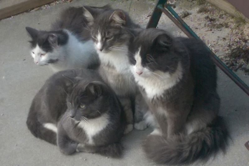four gray and white cats on a patio