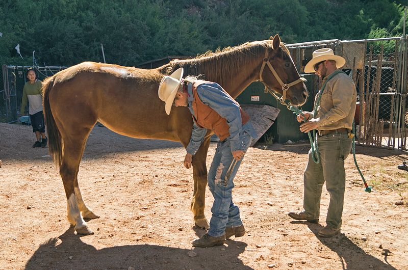 one man holds a horse while another bends to examine its hooves