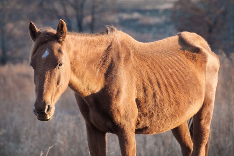 an emaciated horse