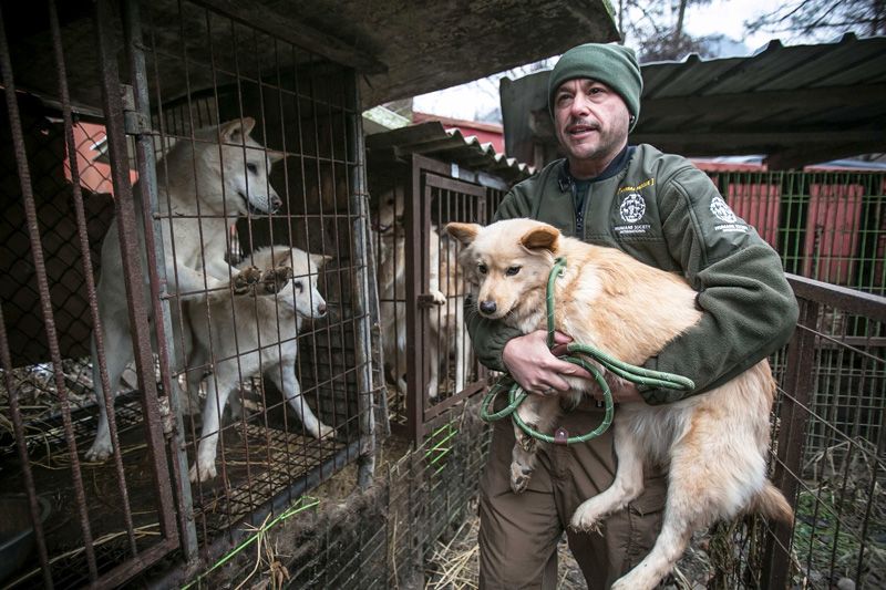 a man carries a dog past other dogs in cages
