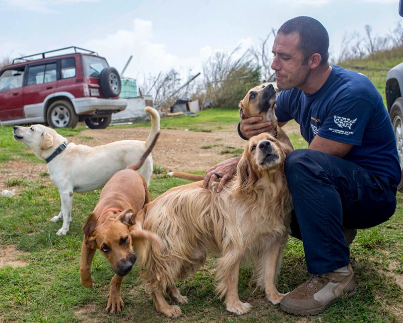 a man is greeted by a group of dogs during his field inspection