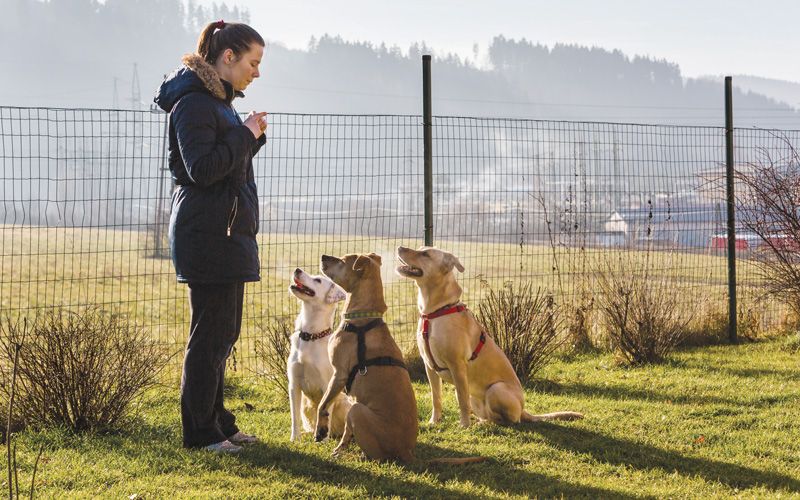 a woman training a group of three dogs