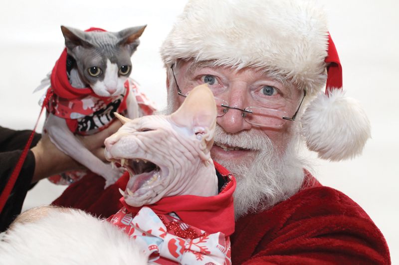 Santa poses with 2 angry looking cats