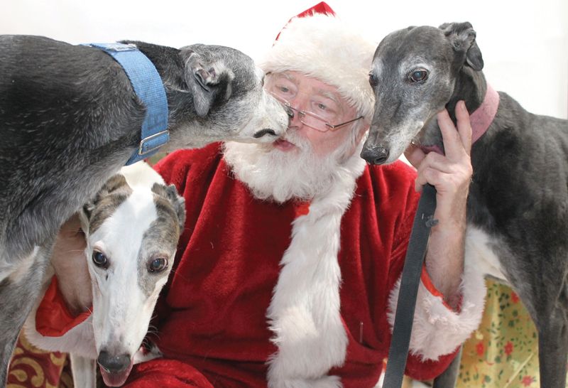 Santa poses with three greyhounds