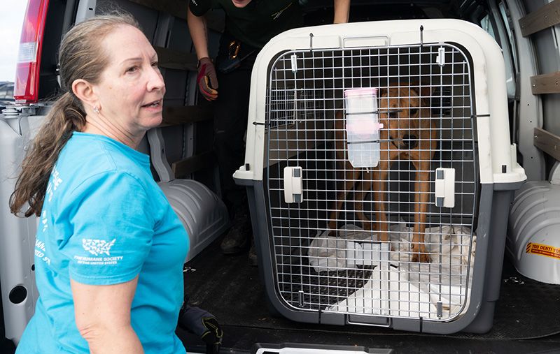 HSI staff and volunteers carry dogs from the Ansan, South Korea dog meat farm rescue into the Humane Society of the United States’ Care and Rehabilitation Center
