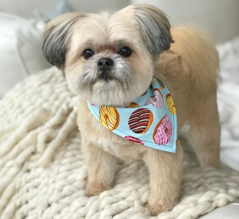 A dog wearing a bandana