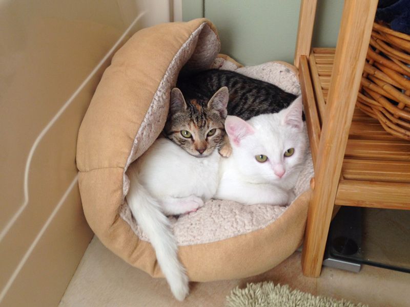 two cats cuddling on a cat bed