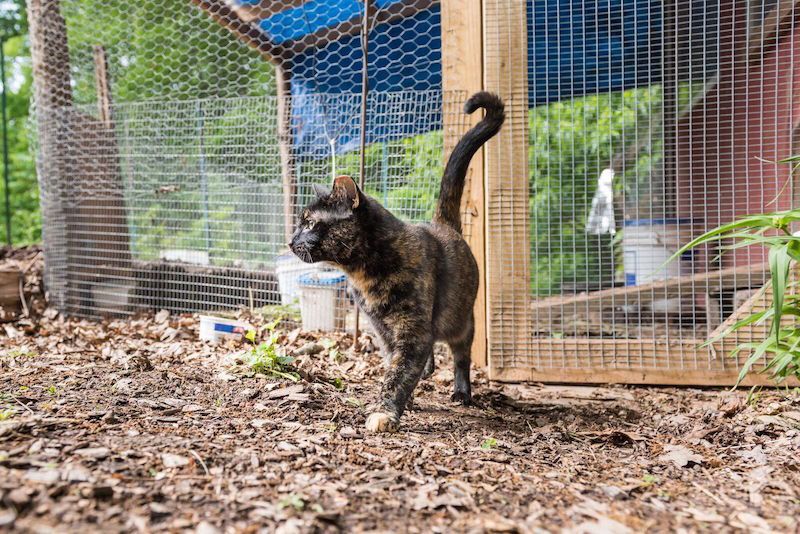 a cat stands watch outside a chicken coop