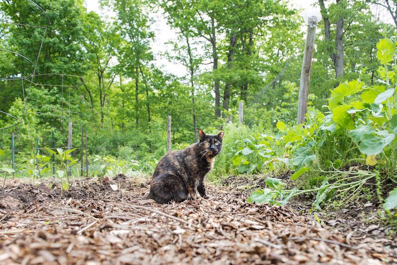 a cat standing on mulch amongst various crops
