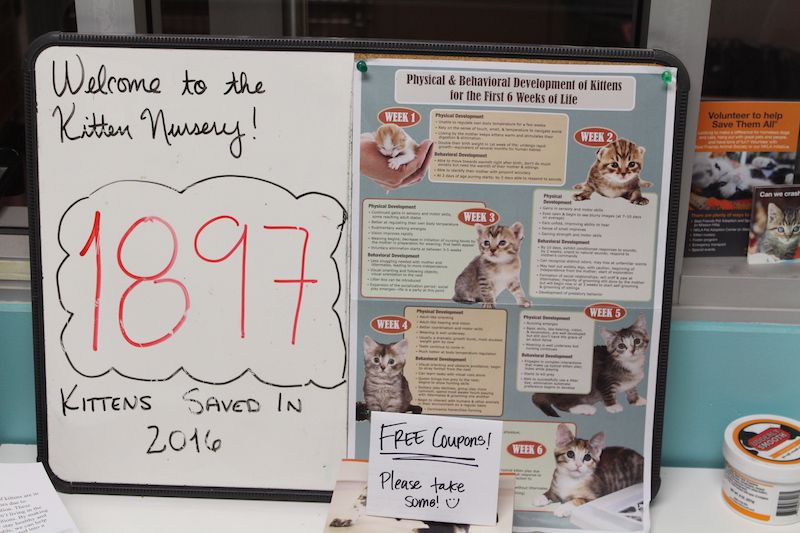 whiteboard showing 1897 kittens saved