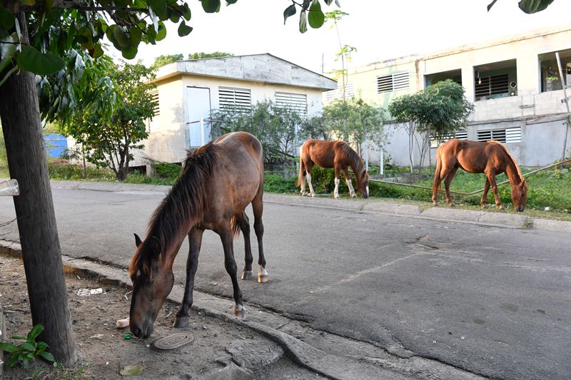 a group of horses grazing in the middle of a town road