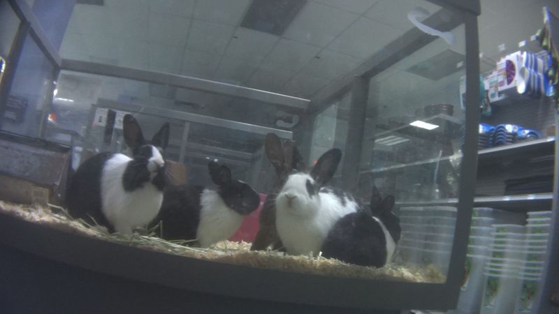 a group of black and white rabbits for sale at Petland