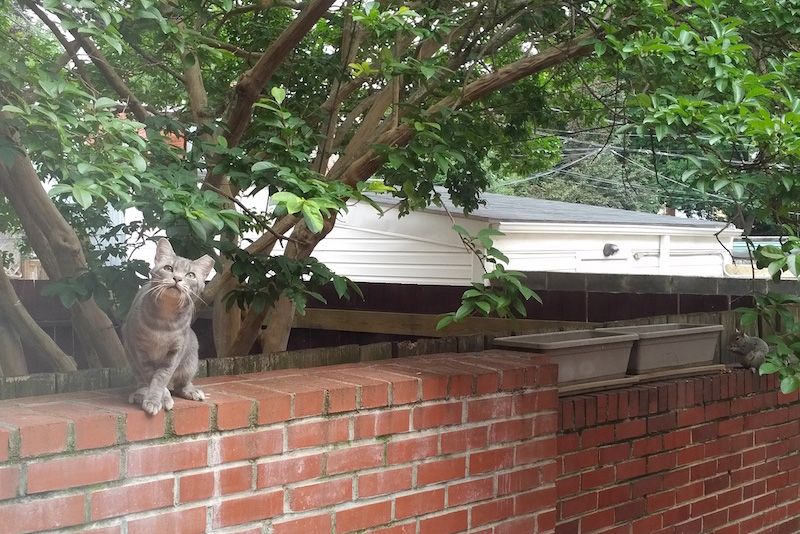 a cat standing on an urban brick fence
