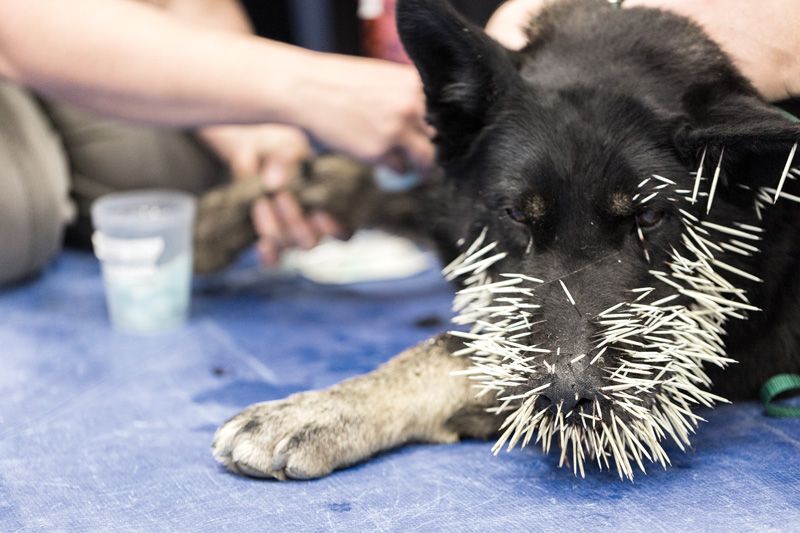 a dog with porcupine quills stuck in its muzzle