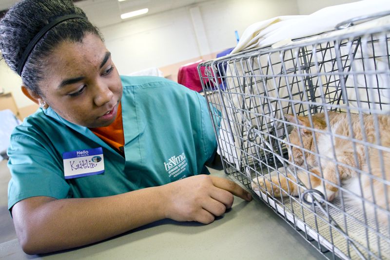 a woman in scrubs looks at a cat in a trap