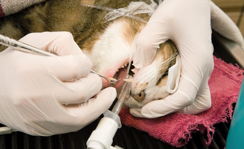close up of surgery on a cat's teeth