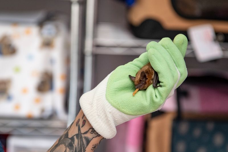 a bat eating a mealworm, held in a gloved hand