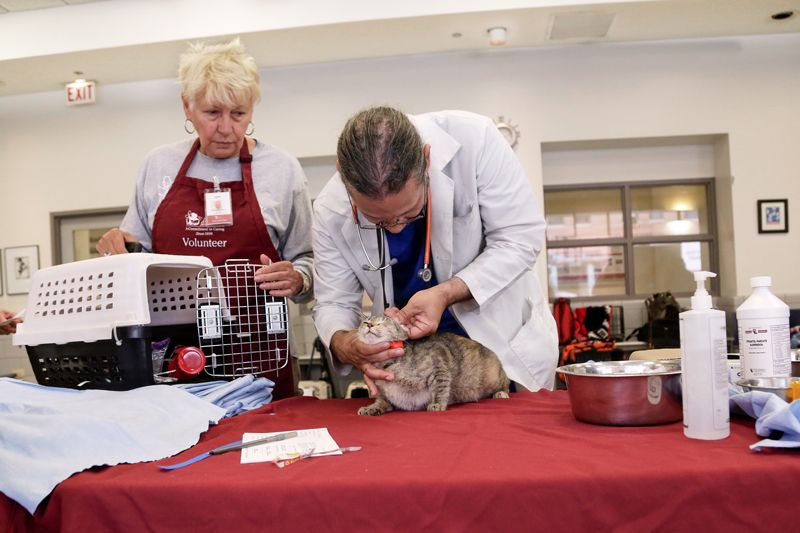 a vet examines a cat while a woman looks on