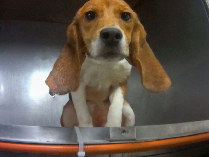 a beagle in a laboratory