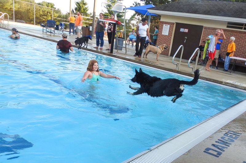 a dog leaps into the arms of a girl waiting in a pool