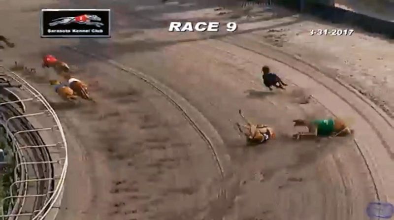 two greyhounds collide during a race