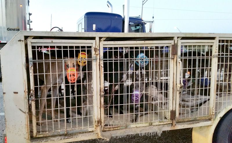 muzzled greyhounds in cages awaiting transport