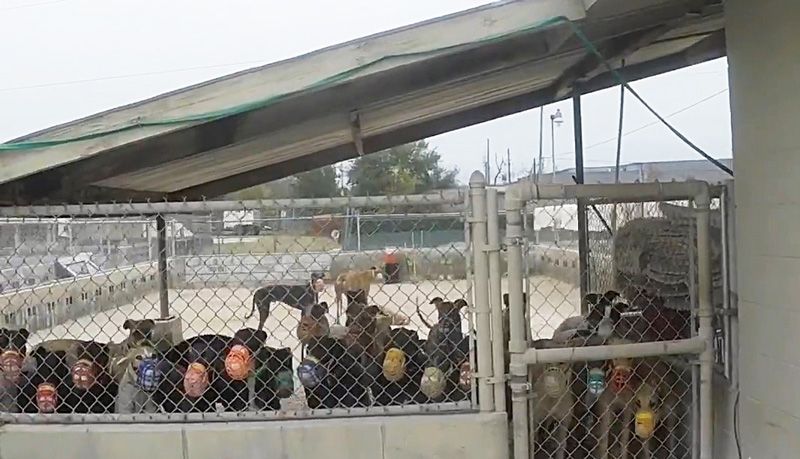 Racing greyhounds behind a fence