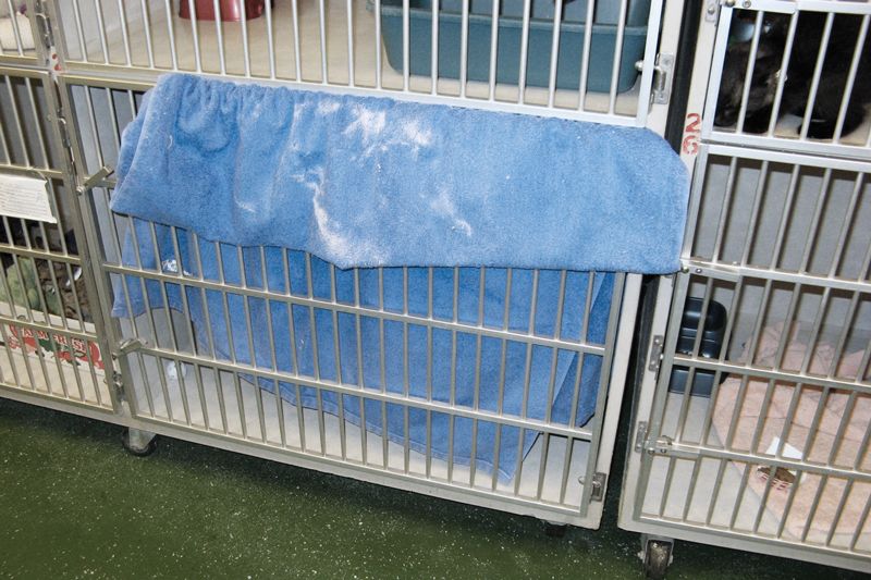 a kennel with a blue towel draped over the door