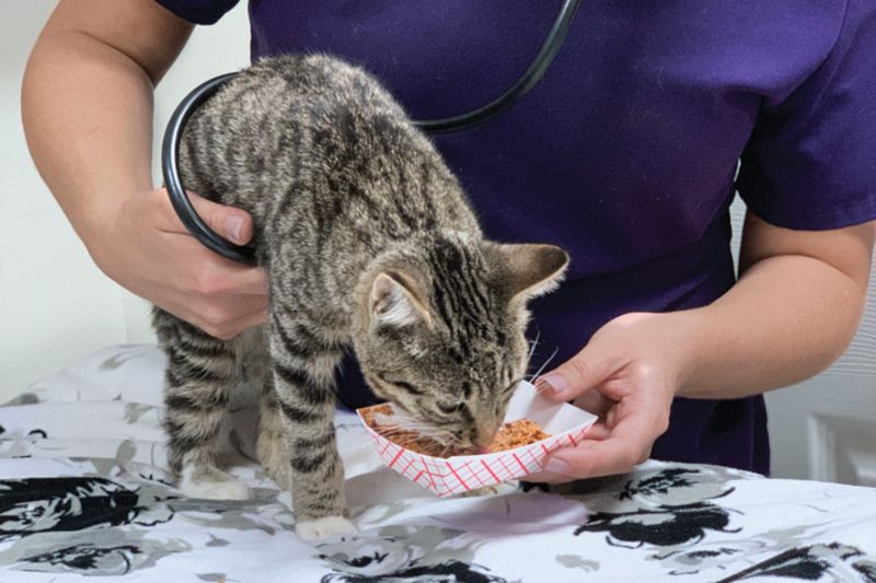 a vet examines a cat while it eats from a dish