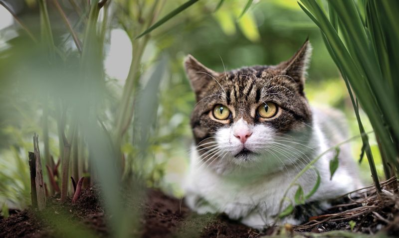 an ear-tipped cat sitting in tall grass