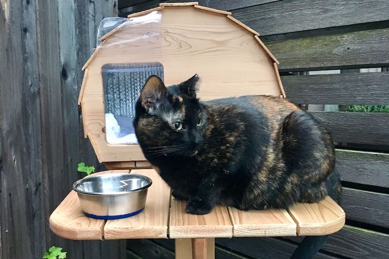a cat sitting on a wooden platform next to a bowl