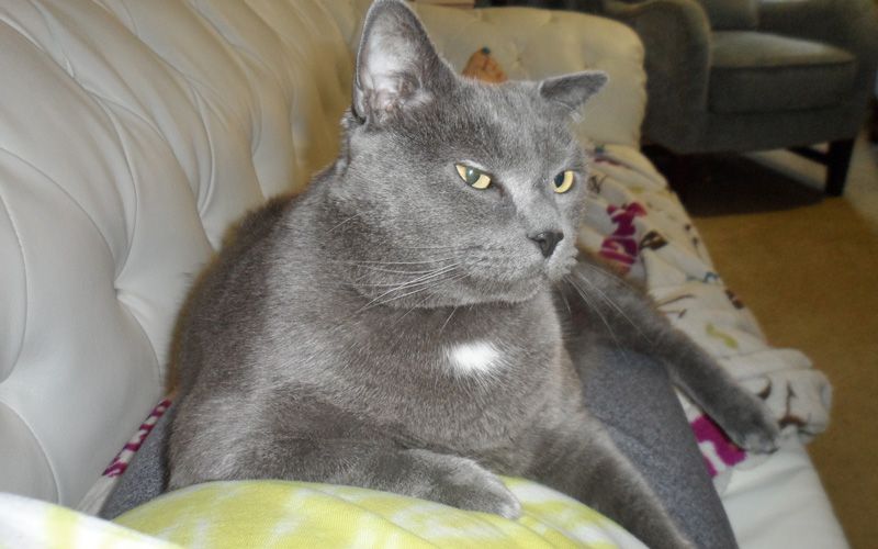 a gray cat relaxing on a sofa
