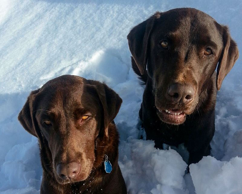 two labradors in the snow