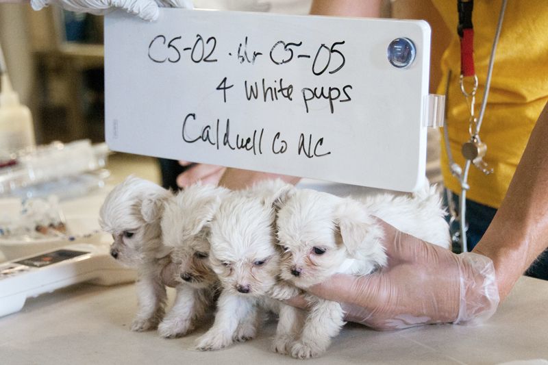 Four puppies being held beneath a handwritten sign