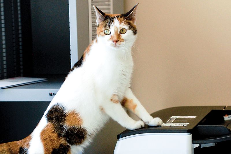a cat standing on an office copier
